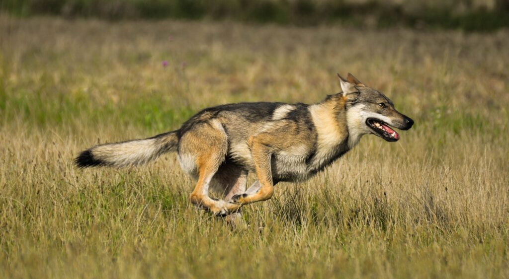 Raini Dakota Maly Bysterec - czechoslovakian wolfdog male