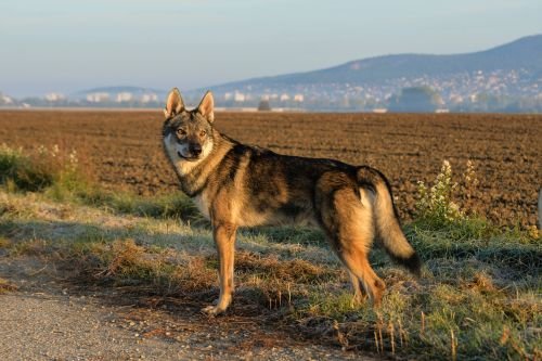 Raini Dakota Maly Bysterec - czechoslovakian wolfdog male