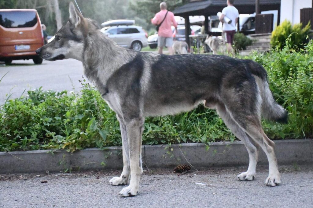 Raini Dakota Maly Bysterec - czechoslovakian wolfdog male