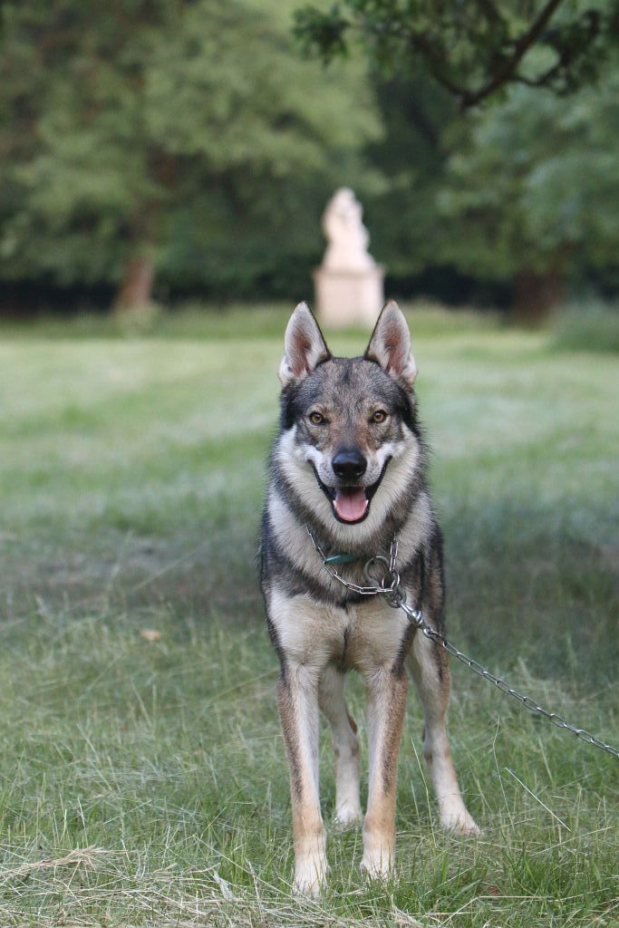 Raini Dakota Maly Bysterec - czechoslovakian wolfdog male